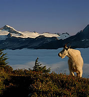 Goat below Cache Col. © Jason Hummel 