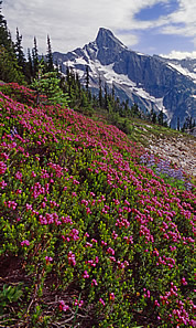 Pink mountain heather graces a meadow in the North Pickets with a view of Luna Peak.. © Ed Cooper 