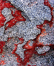Red lichen. Photo © Pat Gallagher
