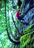 High angle bush